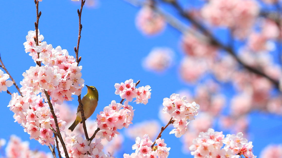 4月のご予約受付開始しました！